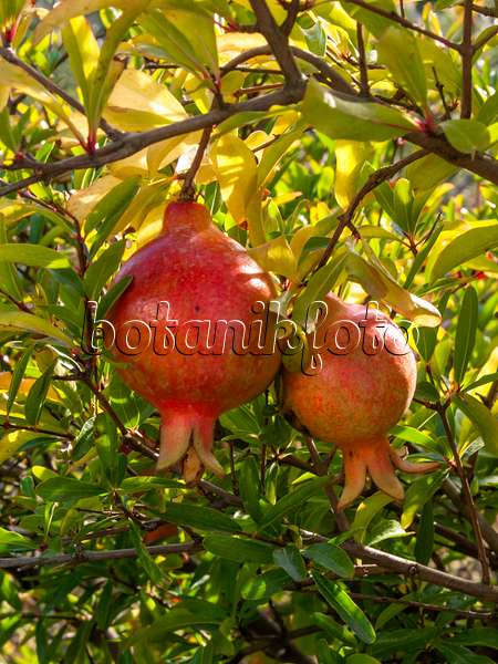 405078 - Pomegranate (Punica granatum)