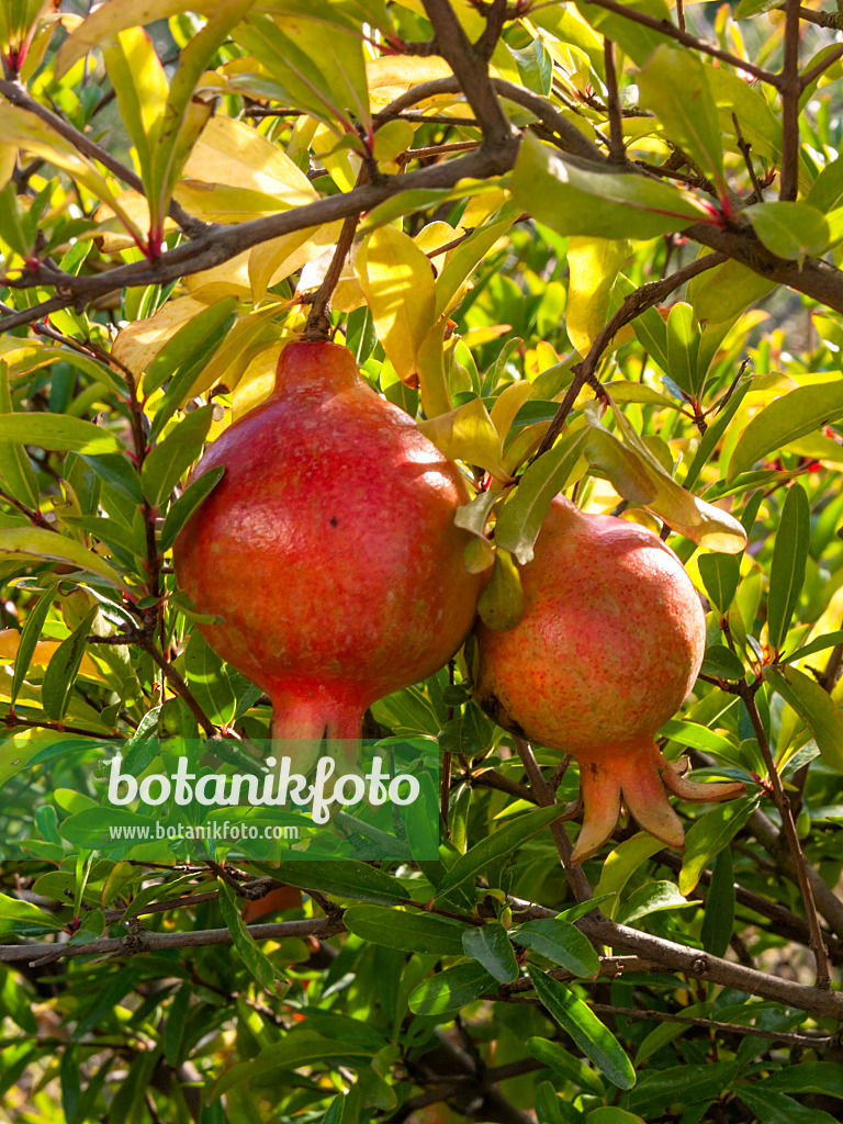 405078 - Pomegranate (Punica granatum)