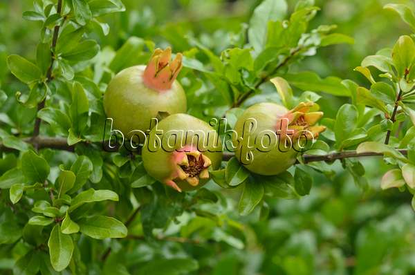 597035 - Pomegranate (Punica granatum)
