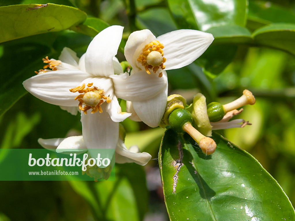 437340 - Pomélo (Citrus x paradisi)