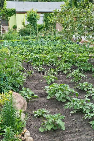 532027 - Pommes de terre (Solanum tuberosum) dans un jardin familial