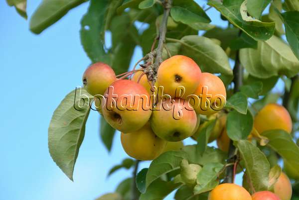 517201 - Pommier d'ornement (Malus Butterball)
