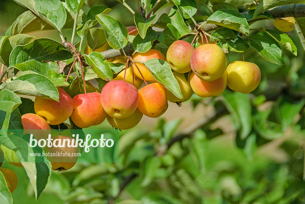 535294 - Pommier d'ornement (Malus Butterball)