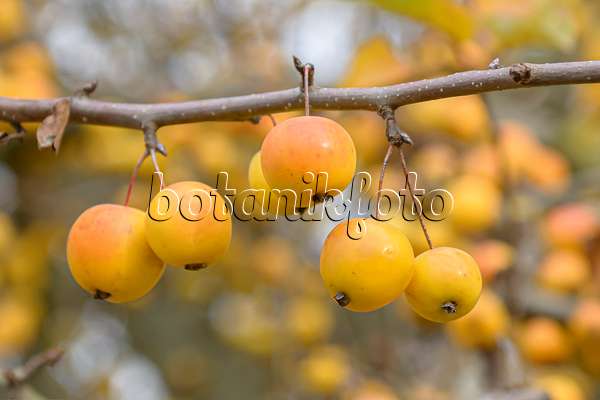 607135 - Pommier d'ornement (Malus Butterball)