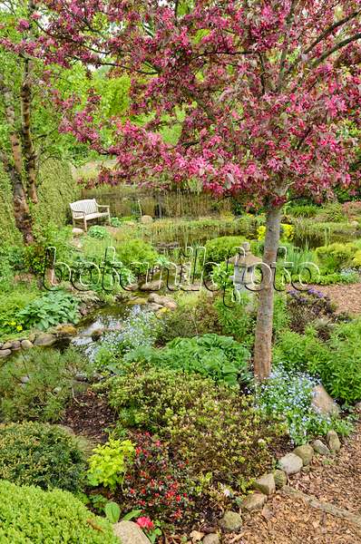 520150 - Pommier d'ornement (Malus x moerlandsii 'Profusion') dans un jardin avec un ruisseau et un étang