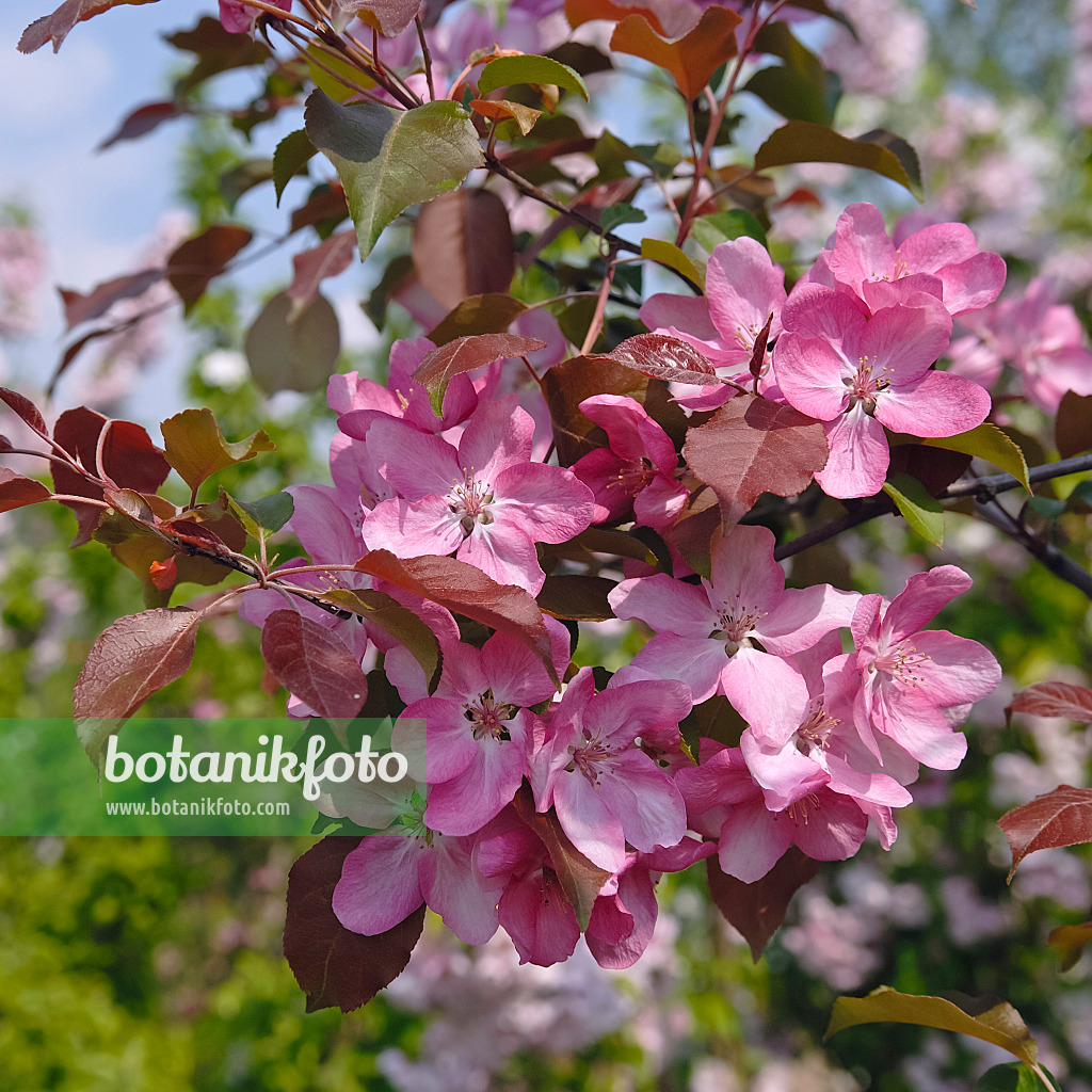 471408 - Pommier d'ornement (Malus Rudolph)