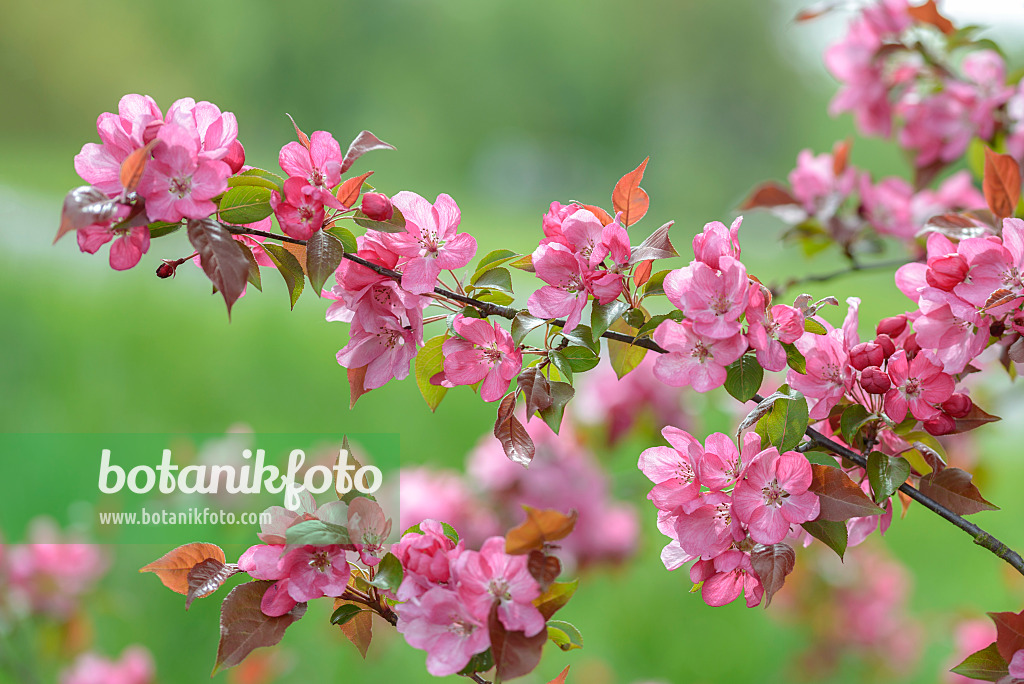 575141 - Pommier d'ornement (Malus Rudolph)