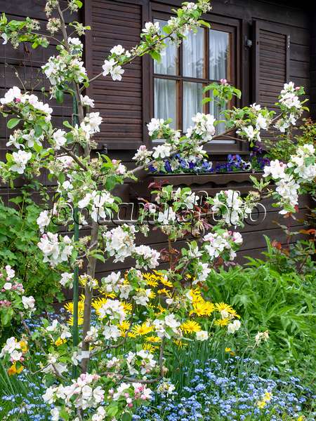 484165 - Pommier devant un abri de jardin
