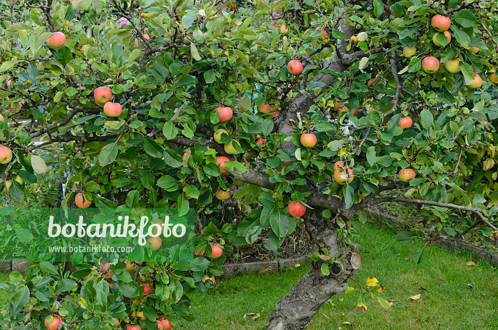 524081 - Pommier domestique (Malus x domestica)