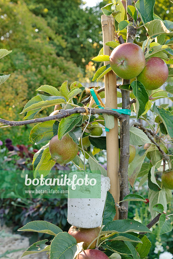 475057 - Pommier domestique (Malus x domestica), branche est maintenue horizontale avec un poids en béton