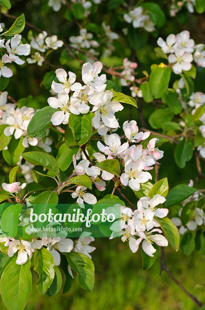 483351 - Pommier microcarpe de Sibérie (Malus baccata var. mandshurica)