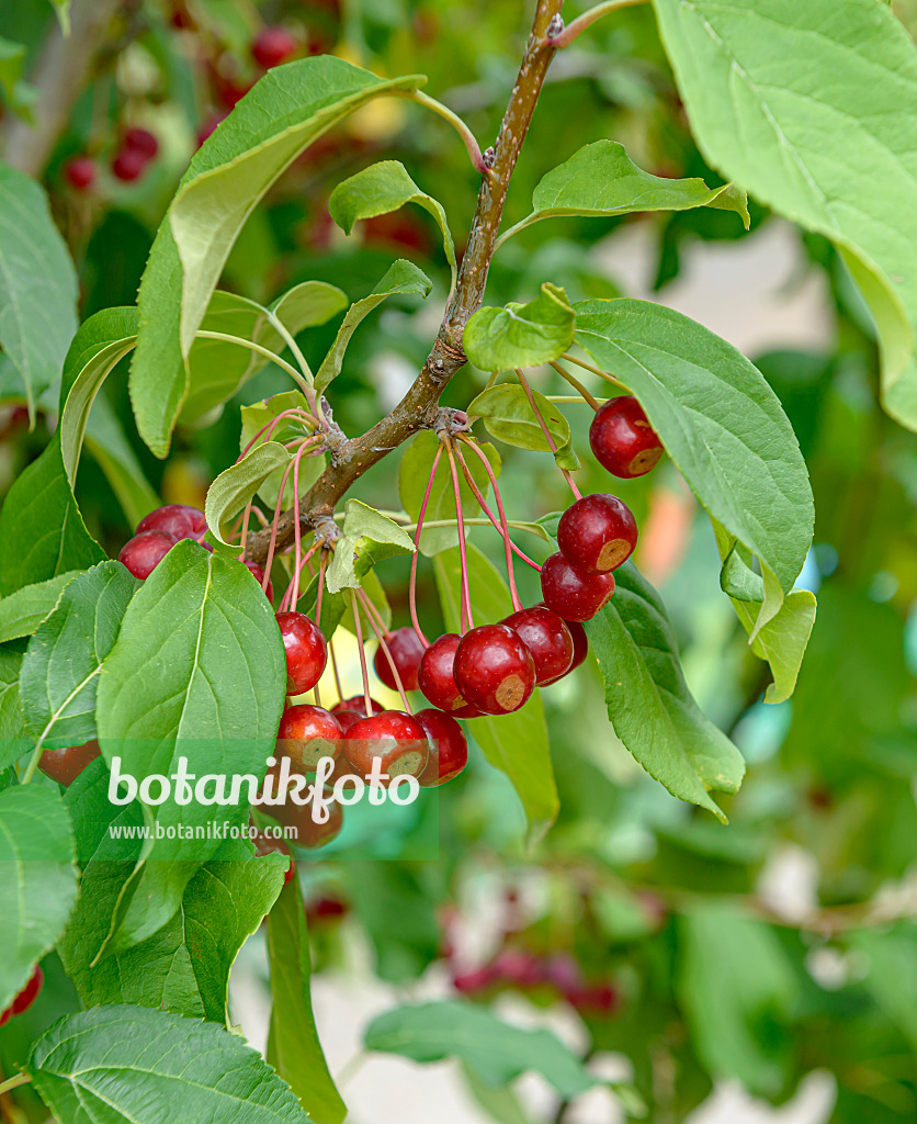 607155 - Pommier microcarpe de Sibérie (Malus baccata 'Street Parade')