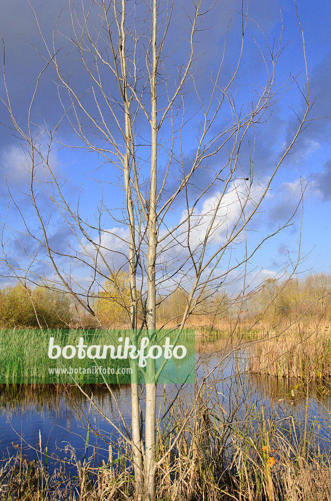 526034 - Pond on a former sewage farm near Hobrechtsfelde, Berlin, Germany