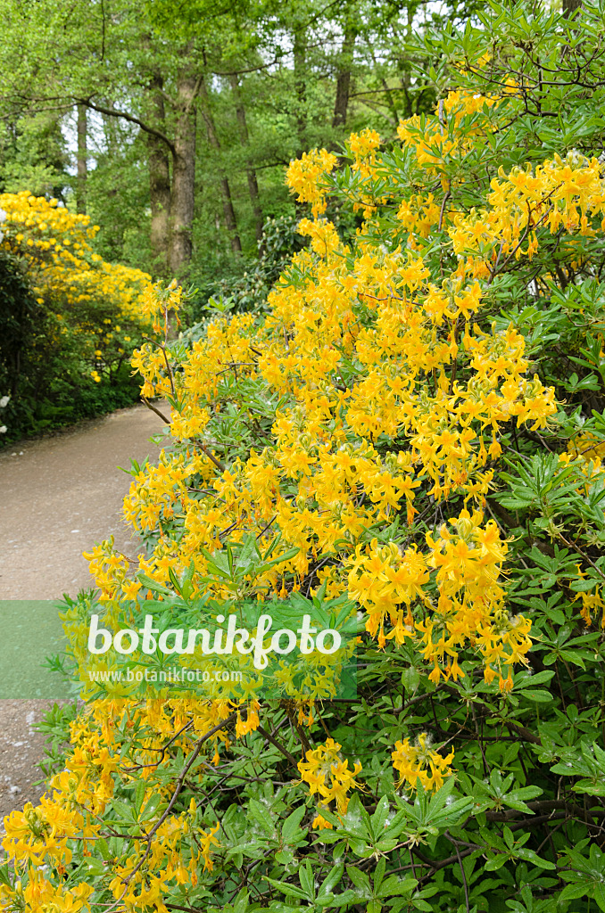 520177 - Pontic azalea (Rhododendron luteum)