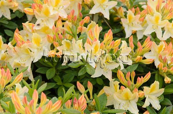 520373 - Pontic azalea (Rhododendron luteum 'Daviesii')