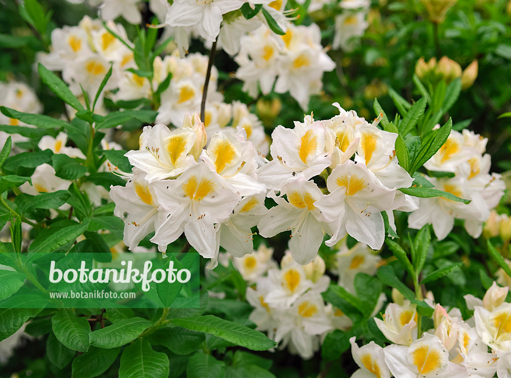 454071 - Pontic azalea (Rhododendron luteum 'Persil')