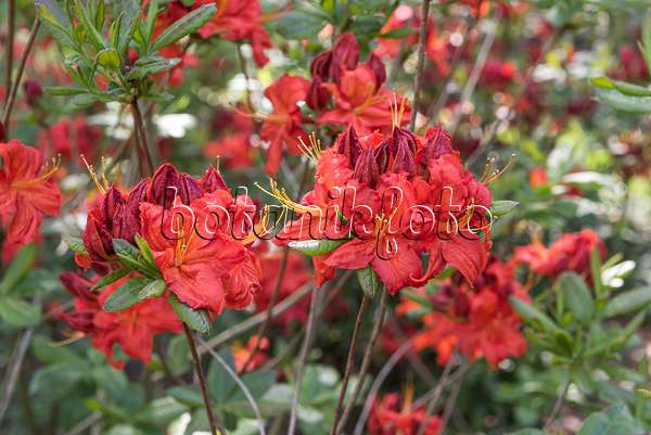 651476 - Pontic azalea (Rhododendron luteum 'Royal Command')
