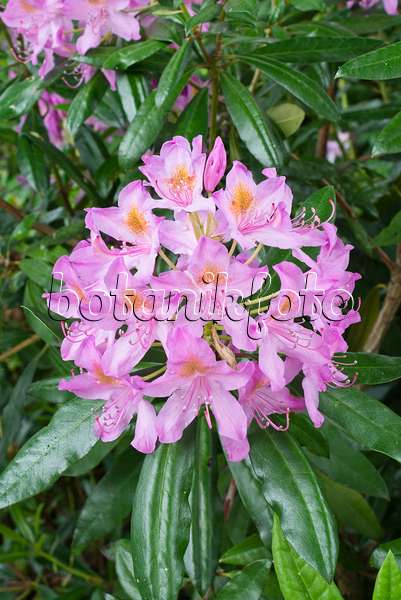 557011 - Pontic rhododendron (Rhododendron ponticum)