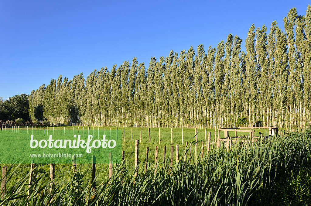 557108 - Poplars (Populus) as windscreen, Camargue, France