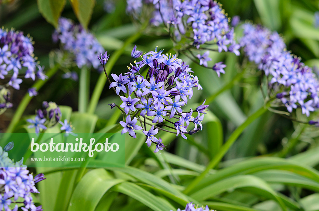 533266 - Portuguese squill (Scilla peruviana)