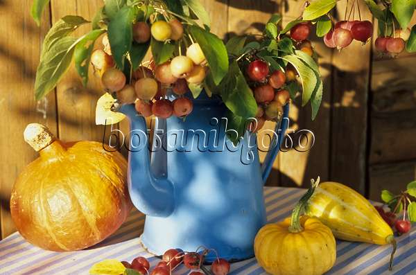 433220 - Pot avec pommes ornementales et citrouilles