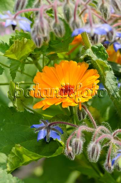 534404 - Pot marigold (Calendula officinalis) and borage (Borago officinalis)