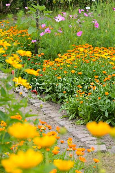 522070 - Pot marigold (Calendula officinalis) and garden cosmos (Cosmos bipinnatus)