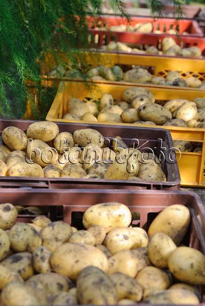 483022 - Potatoes (Solanum tuberosum) in boxes