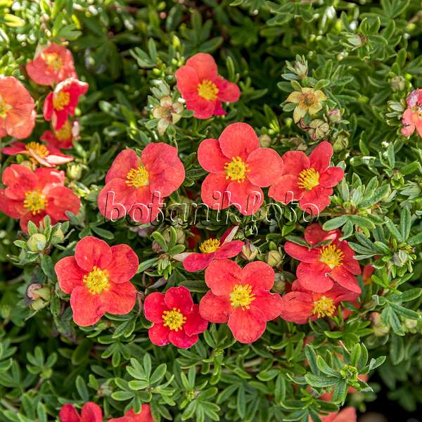 635137 - Potentille frutescente (Potentilla fruticosa 'Marian Red Robin')