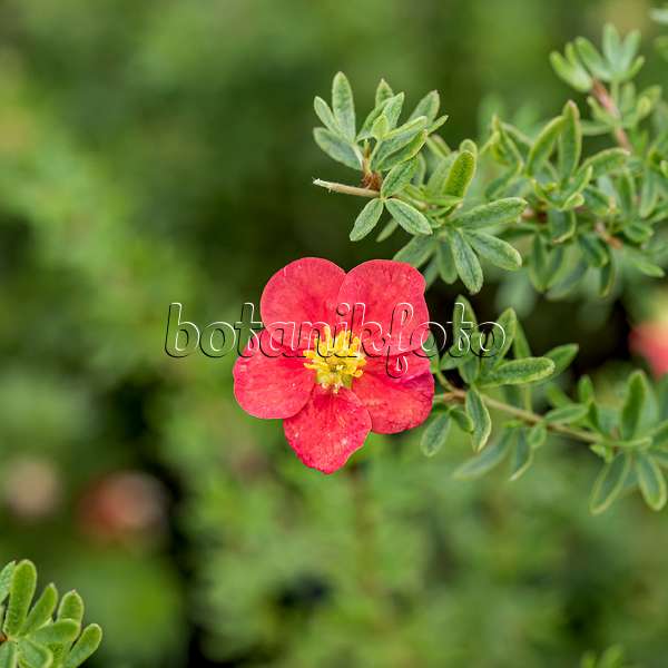 635138 - Potentille frutescente (Potentilla fruticosa 'Marian Red Robin')