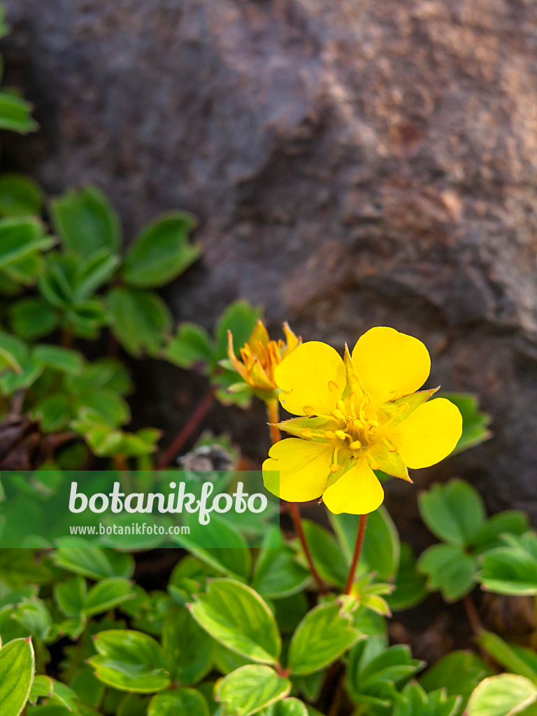 440257 - Potentille (Potentilla cuneata)