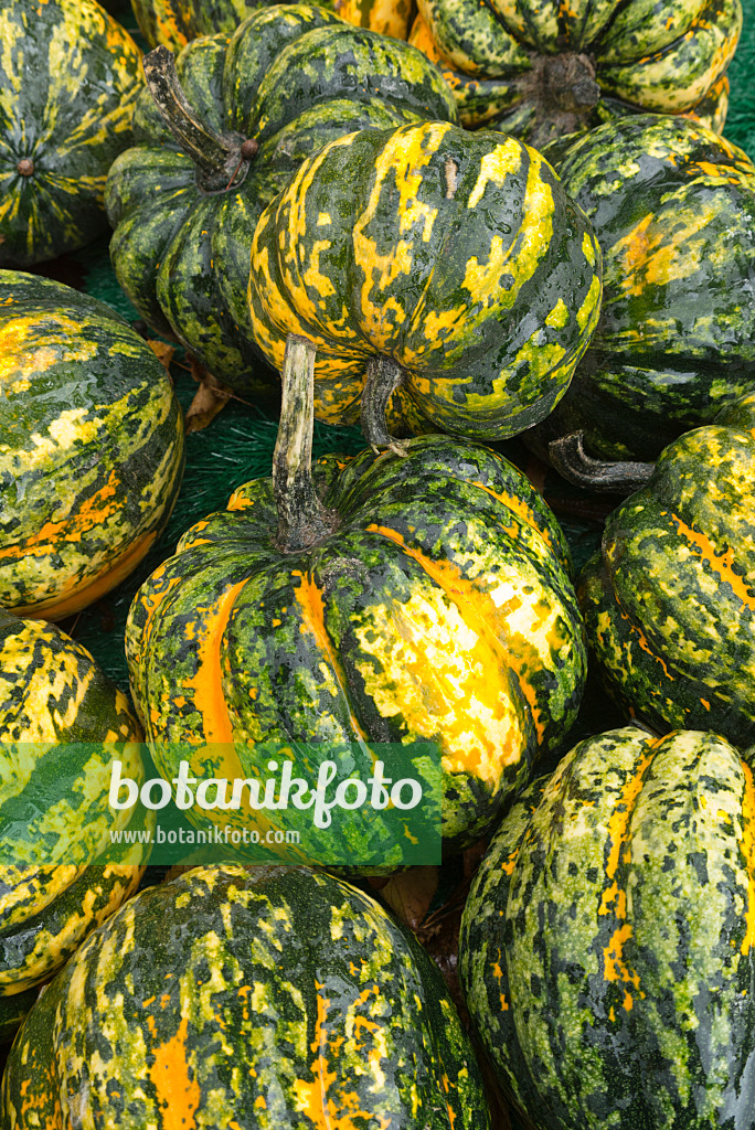 561092 - Potiron (Cucurbita pepo 'Carnival')