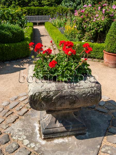414176 - Pots de fleurs avec géraniums dans un jardin de cottage