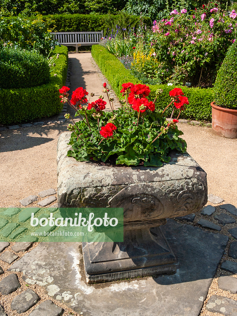 414176 - Pots de fleurs avec géraniums dans un jardin de cottage