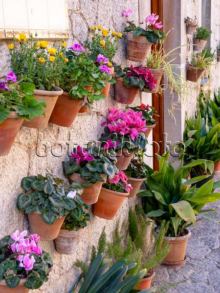 424044 - Pots de fleurs sur un mur de maison, Valldemossa, Majorque, Espagne