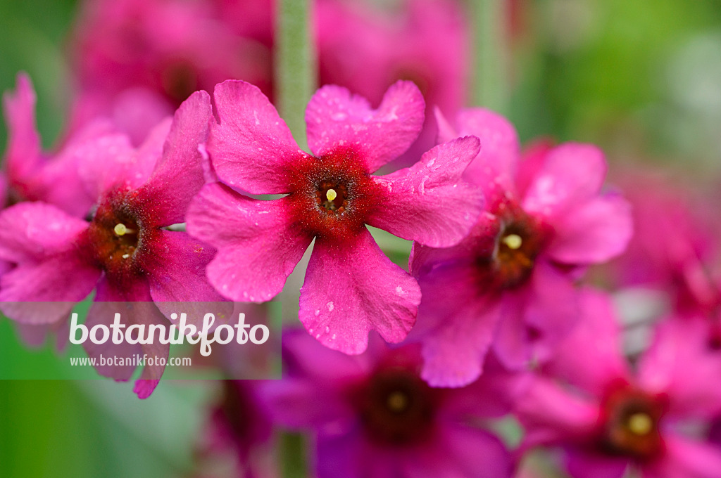 484206 - Powdered primrose (Primula pulverulenta)