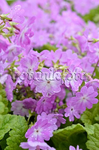 508051 - Powdered primrose (Primula pulverulenta)