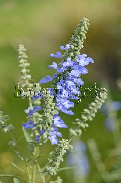 548141 - Prairie sage (Salvia azurea var. grandiflora)
