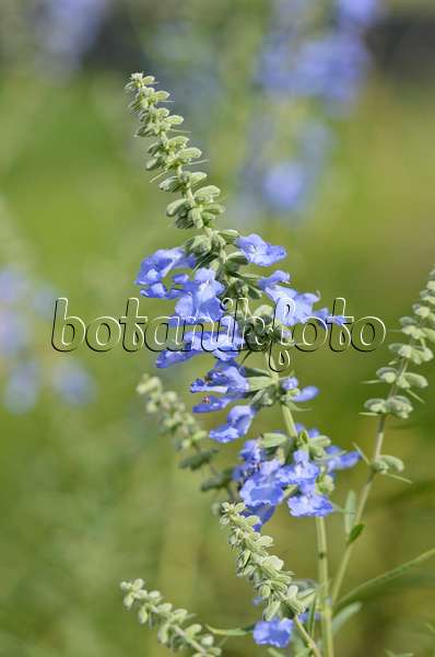 548142 - Prairie sage (Salvia azurea var. grandiflora)