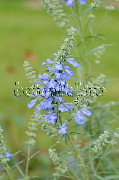 548152 - Prairie sage (Salvia azurea var. grandiflora)