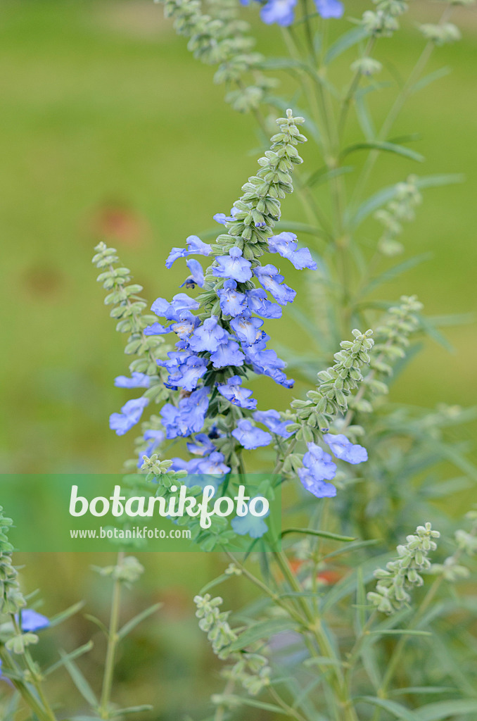 548152 - Prairie sage (Salvia azurea var. grandiflora)