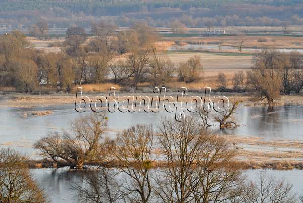 527040 - Prairies de polders inondées, parc national de la vallée de la Basse-Oder, Allemagne