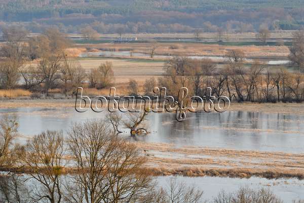 527041 - Prairies de polders inondées, parc national de la vallée de la Basse-Oder, Allemagne