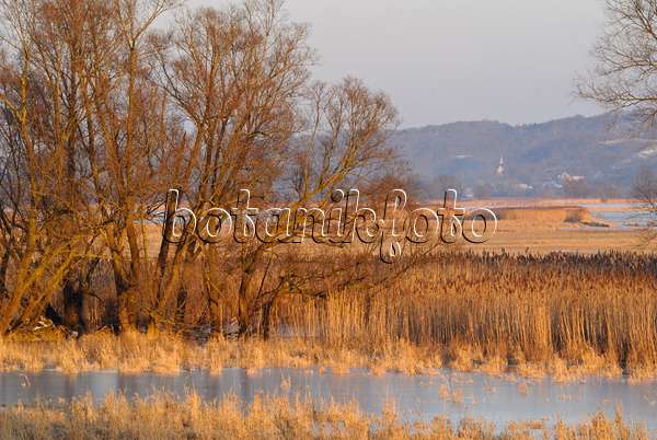 529011 - Prairies de polders inondées, parc national de la vallée de la Basse-Oder, Allemagne