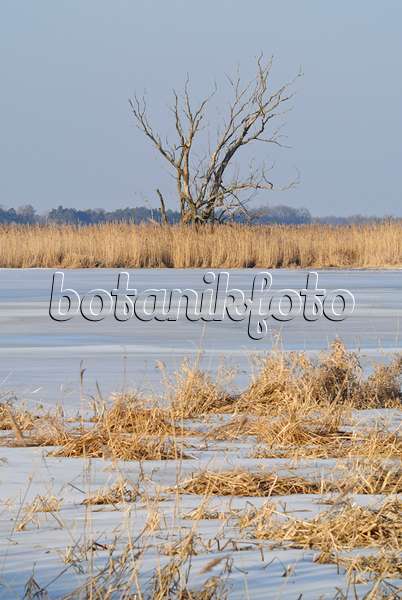 529013 - Prairies de polders inondées, parc national de la vallée de la Basse-Oder, Allemagne