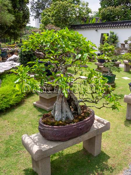 411219 - Premna microphylla, jardin de bonsaï, Singapour