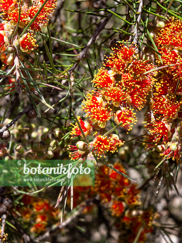 455312 - Prickly bottlebrush (Callistemon brachyandrus)