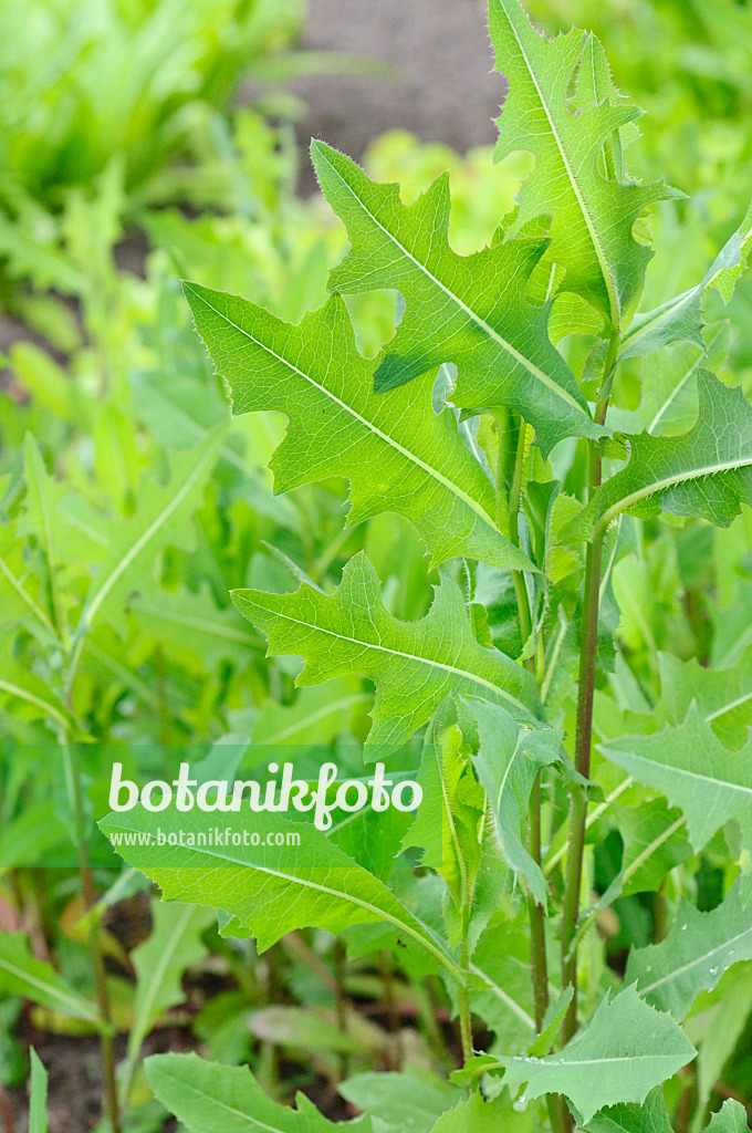 485061 - Prickly lettuce (Lactuca serriola)