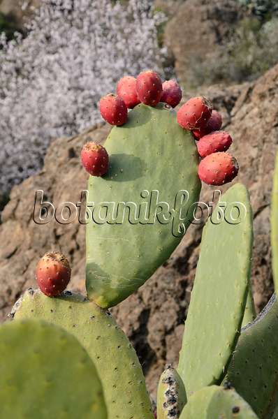 564196 - Prickly pear (Opuntia ficus-indica)