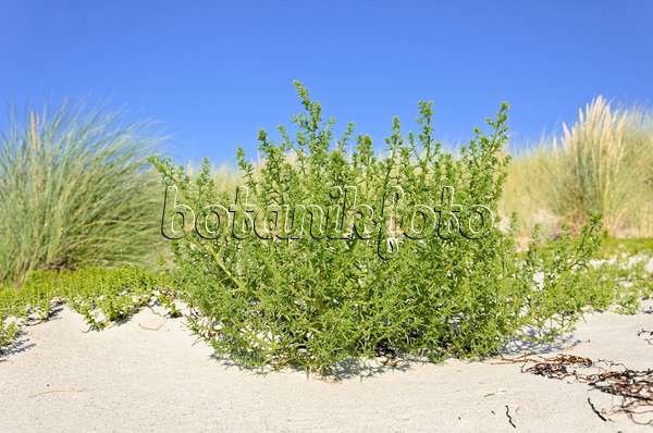 534318 - Prickly saltwort (Kali turgida syn. Salsola kali)